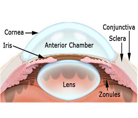 Cornea And Anterior Segment Vision Care